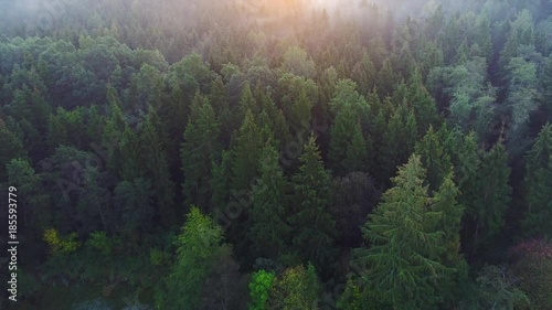 flying above green forest at summer time photo