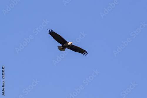 Bald eagle flying at Los Angeles