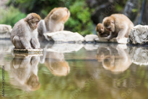 Jigokudani Monkey Park , monkeys bathing in a natural hot spring at Nagano , Japan