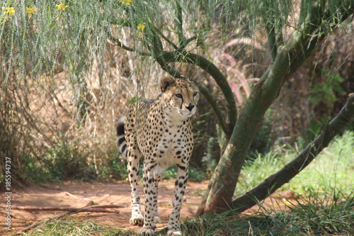 Foto guepard