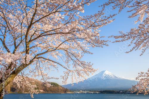 Sakura cherry blossom and Mt. Fuji at Kawaguchiko lake , Japan  in spring season © torsakarin