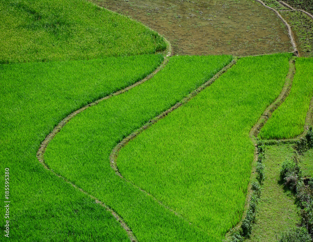 Rice field in Northern Vietnam Rice field in Northern Vietnam