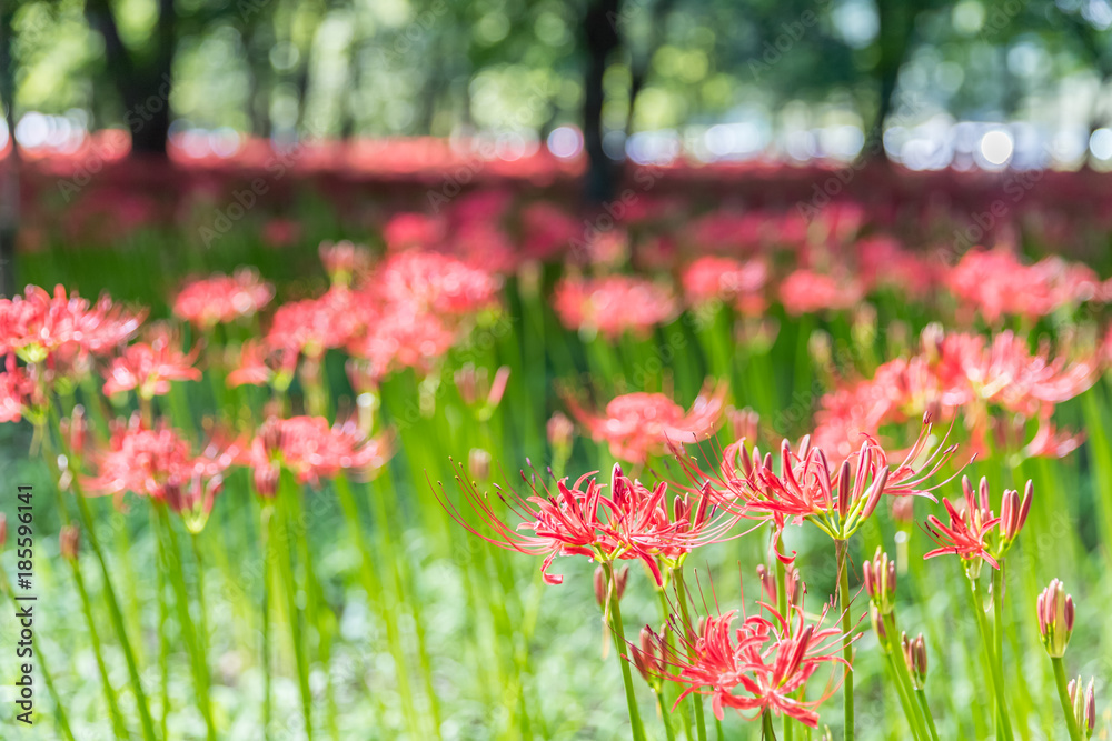 Close - up Red spider lily in autumn