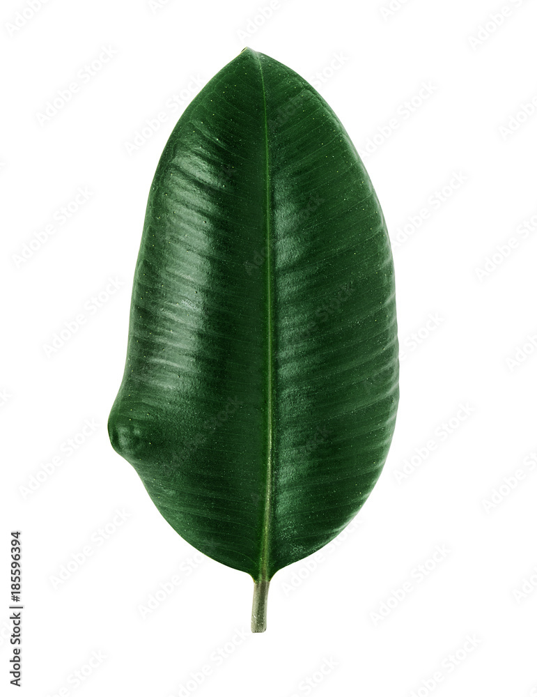 Fototapeta premium Ficus elastica leaf.