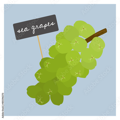 Vector Vegetable - Sea grapes