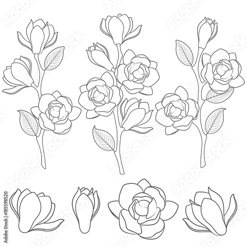Set of black and white illustrations with flowering magnolia branches. Isolated vector objects on white background.