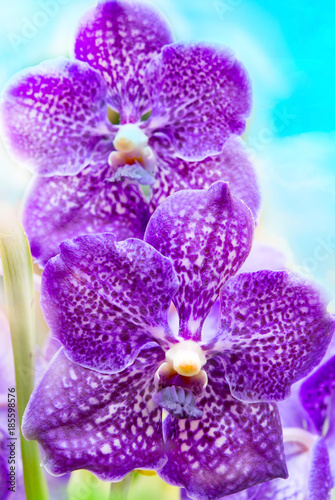 Fototapeta Naklejka Na Ścianę i Meble -  Orchid flower close up