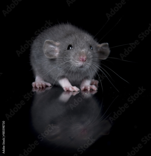 young rat in studio