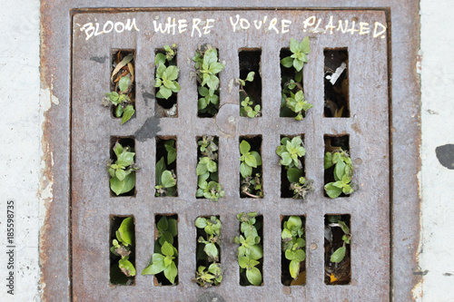 Gullydeckel, durch den Pflanzen wachsen mit der Aufschrift, 'Bloom, where you 're planted' 'blühe dort, wo Du gepflanzt wurdest'.Where: San Francisco, USA.When: 12.07.2015.