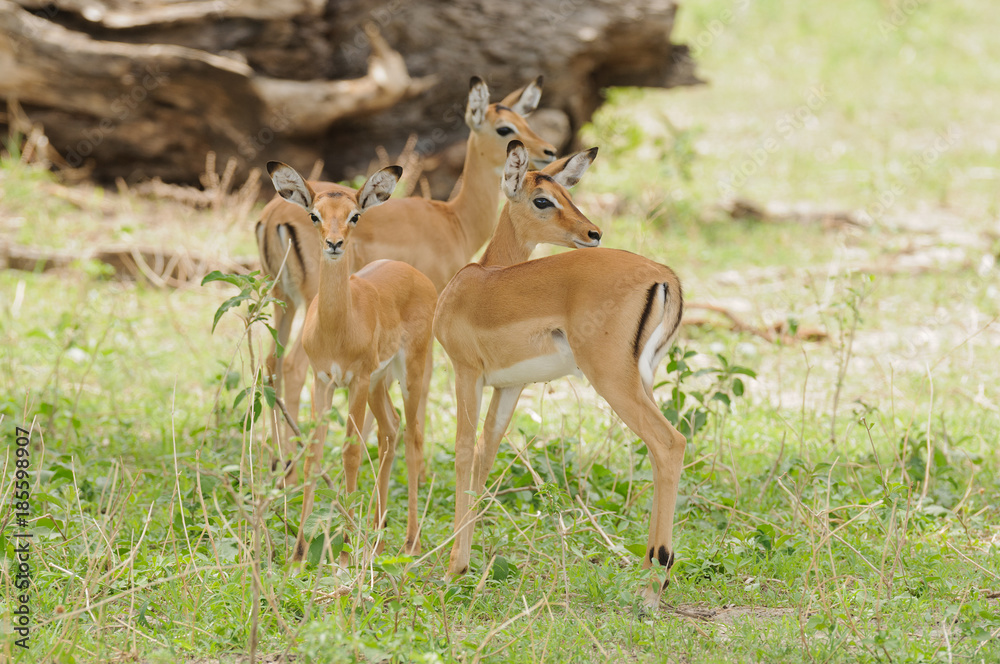 group of young mpala (scientific name: Aepyceros melampus, or group of young mpala (scientific name: Aepyceros melampus, or
