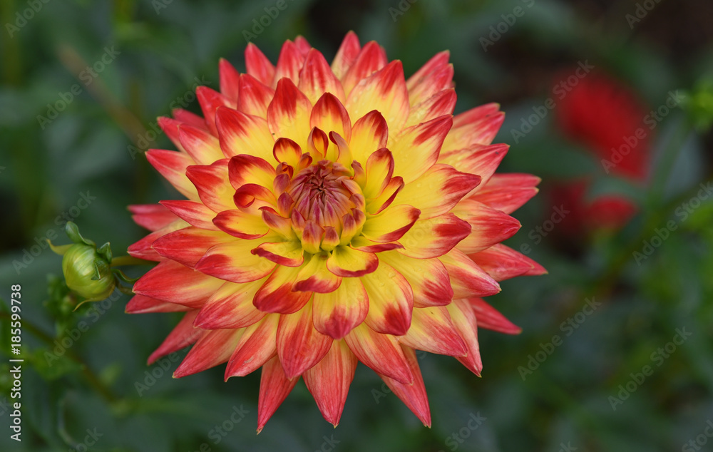 Dahlia rouge et jaune Dahlia rouge et jaune