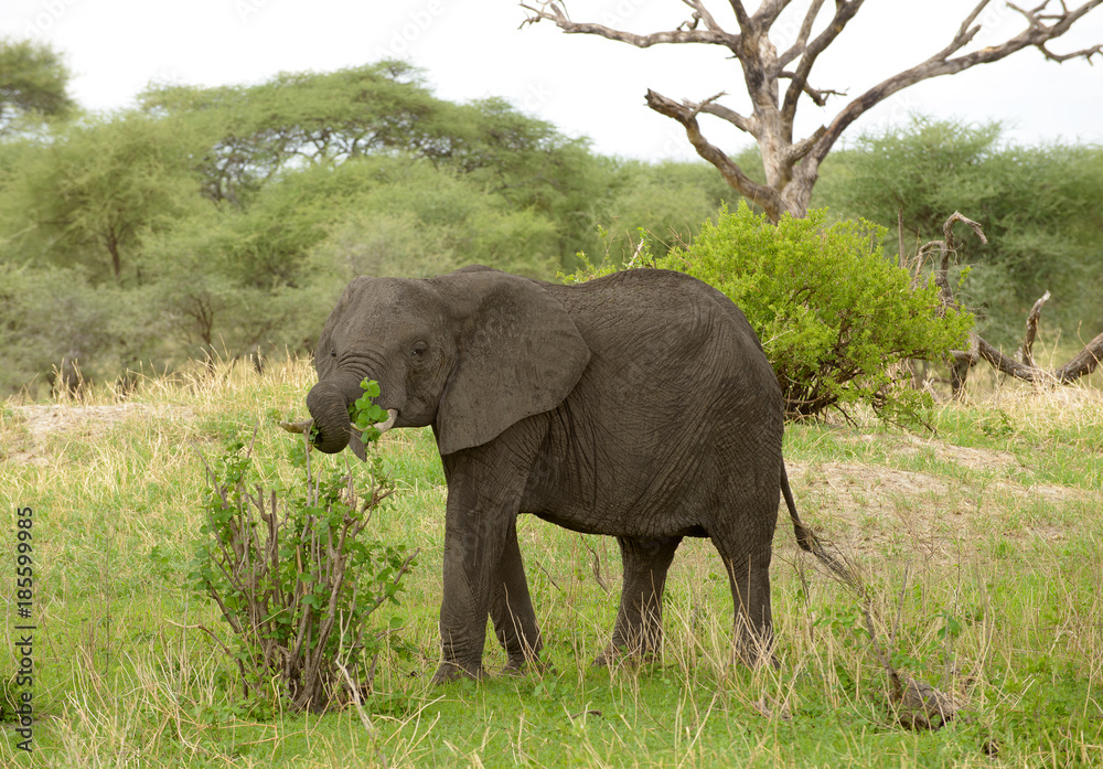 Closeup of African Elephant in the Tarangire National park, Tanzania