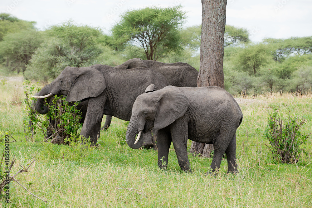 family group of African Elephant (scientific name: Loxodonta africana, or 