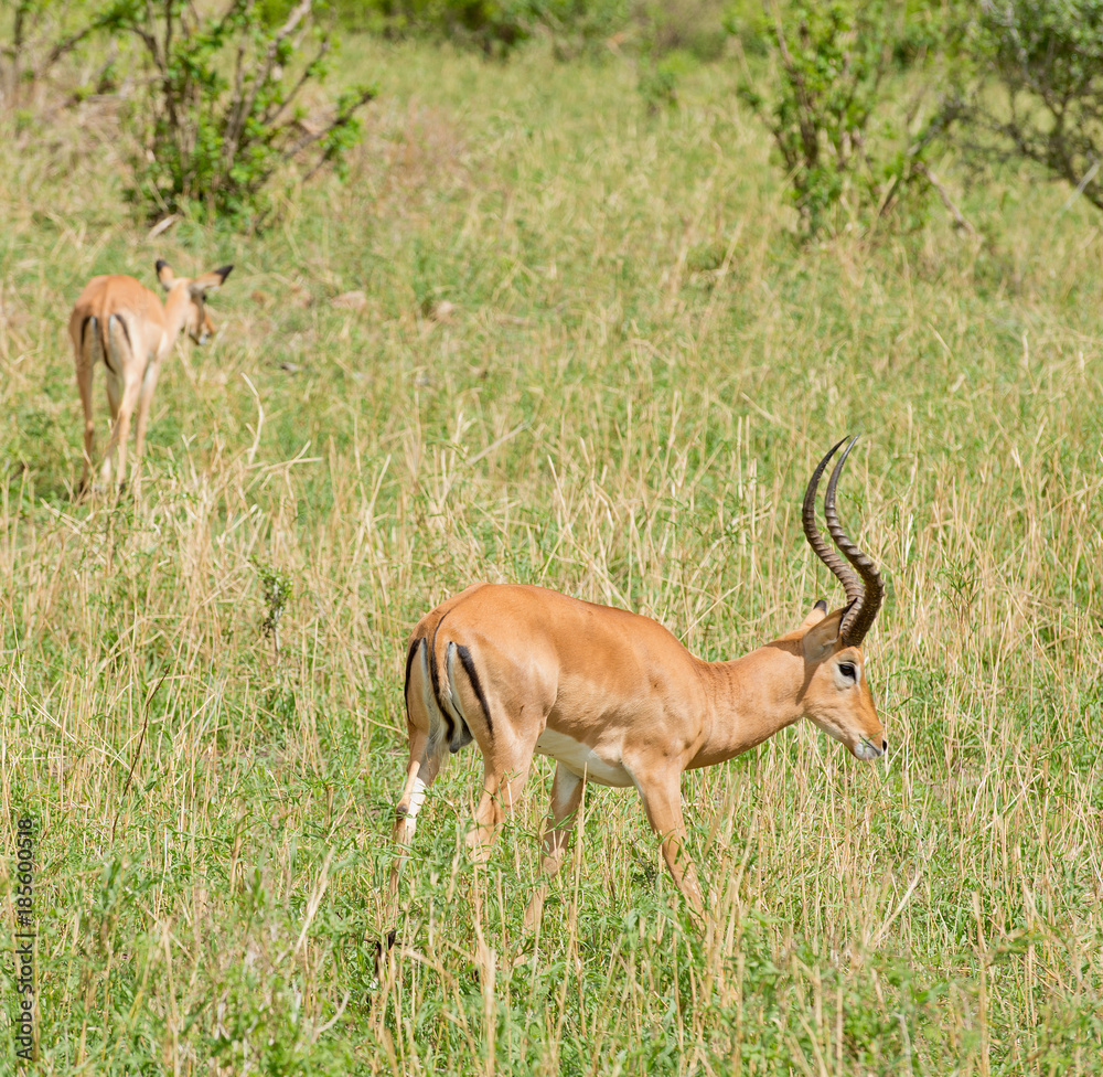 Closeup of Impala (scientific name: Aepyceros melampus, or Closeup of Impala (scientific name: Aepyceros melampus, or