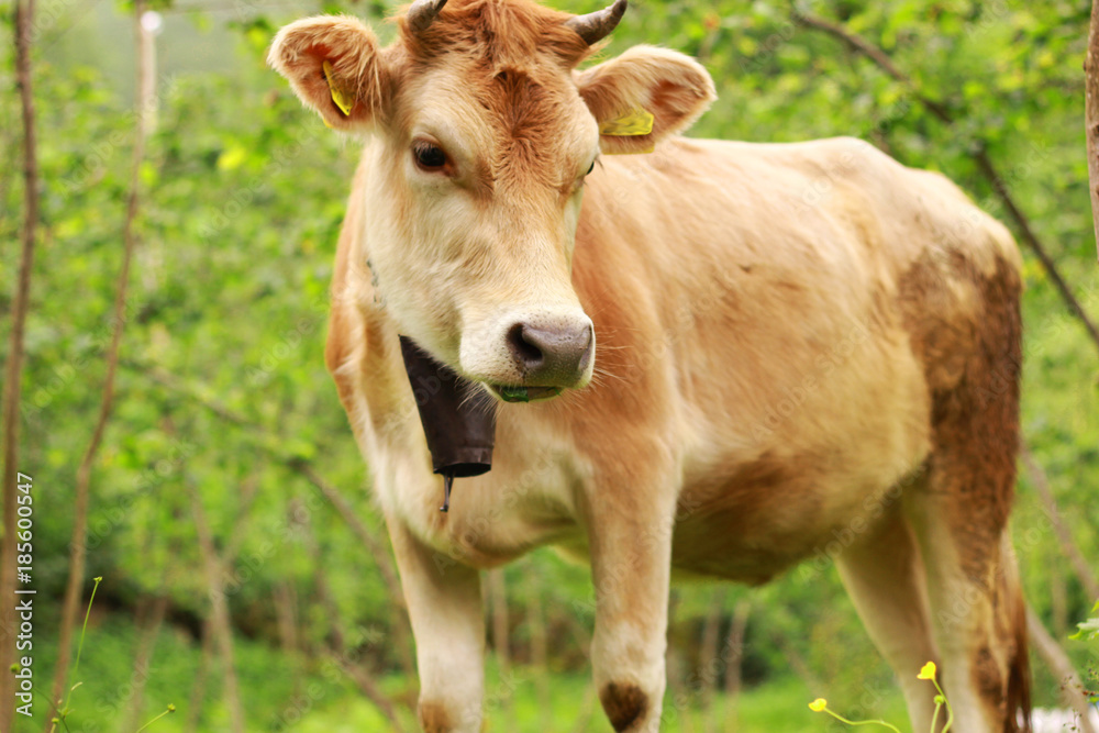 The Cow The Cow