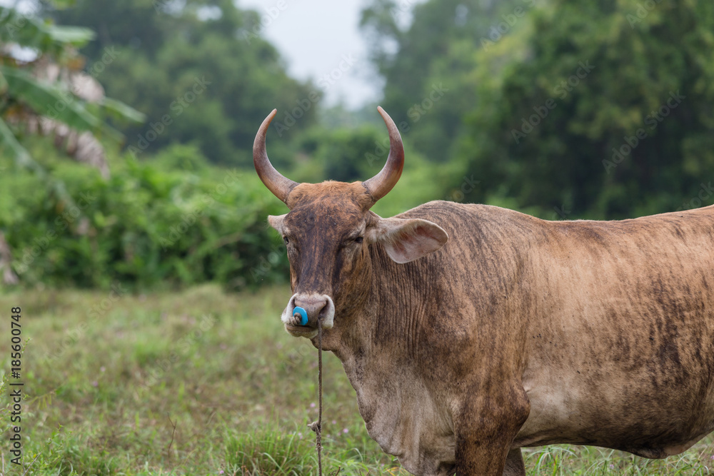 Beautiful brown cow standing on a meadow.