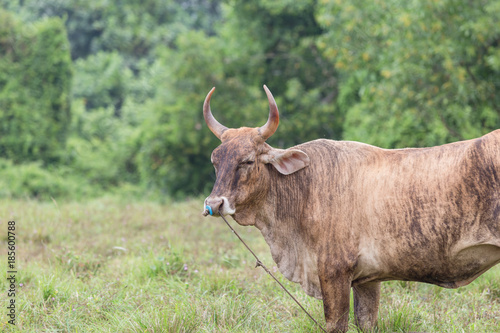 Fototapeta Naklejka Na Ścianę i Meble -  Beautiful brown cow standing on a meadow.