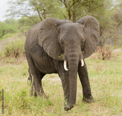 Closeup of African Elephant  scientific name  Loxodonta africana  or  Tembo  in Swaheli  image taken on Safari located in the Tarangire National park  Tanzania