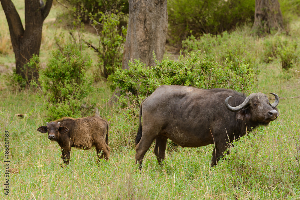 Cow Buffalo and calf (scientific name: Syncerus caffer or Cow Buffalo and calf (scientific name: Syncerus caffer or