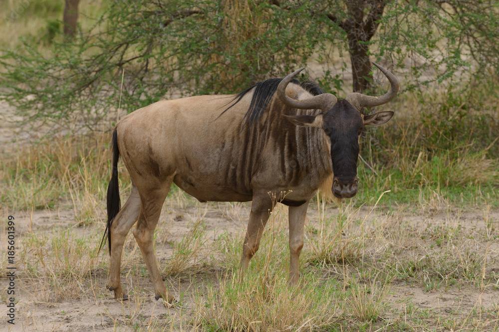 Closeup of Wildebeest (scientific name: Connochaetes taurinus or Closeup of Wildebeest (scientific name: Connochaetes taurinus or