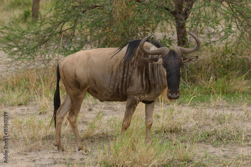 Closeup of Wildebeest (scientific name: Connochaetes taurinus or "Nyumbu" in Swaheli) image taken on Safari located in the Serengeti/Tarangire, Lake Manyara, Ngorogoro National park, Tanzania