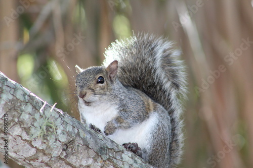 Canvas Print Squirrel in a tree looking at camera