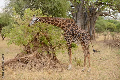 Masai Giraffe  scientific name  Giraffa camelopardalis tippelskirchi or  Twiga  in Swaheli  image taken on Safari located in the Tarangire National park Tanzania