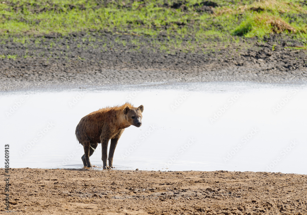 Closeup of Spotted Hyena getting out of a pond where it cooled off (scientific name: cCrocuta crocuta, or Closeup of Spotted Hyena getting out of a pond where it cooled off (scientific name: cCrocuta crocuta, or