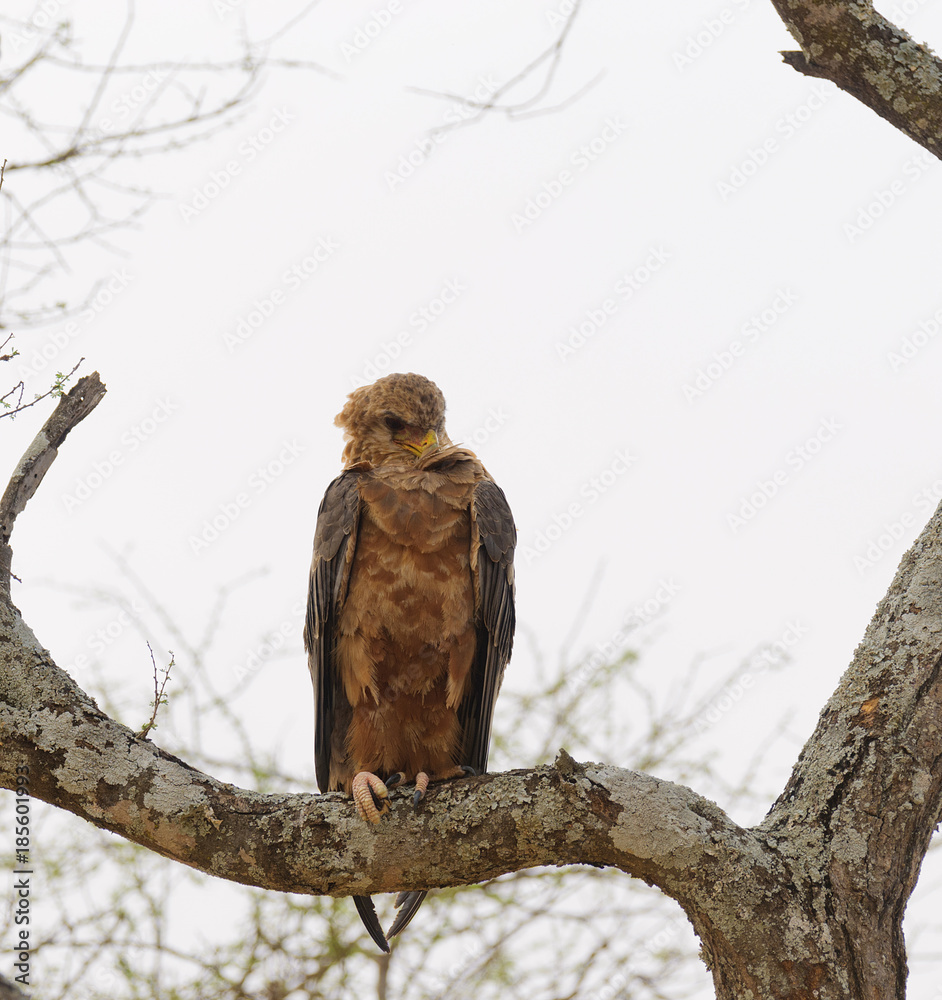 Tawny Eagle (Aquila rapax) in a tree in the Tarangire National Park Tawny Eagle (Aquila rapax) in a tree in the Tarangire National Park