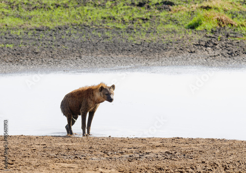 Closeup of Spotted Hyena getting out of a pond where it cooled off (scientific name: cCrocuta crocuta, or 