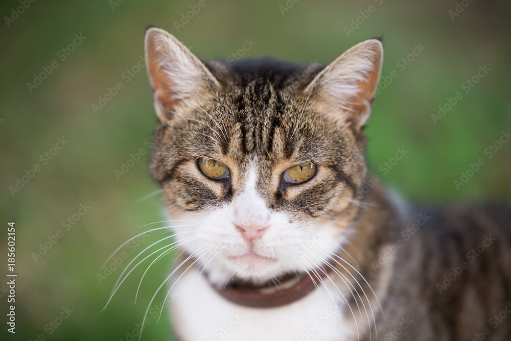 Portrait of cat with green background