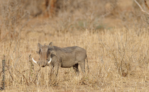 Closeup of a male warthog