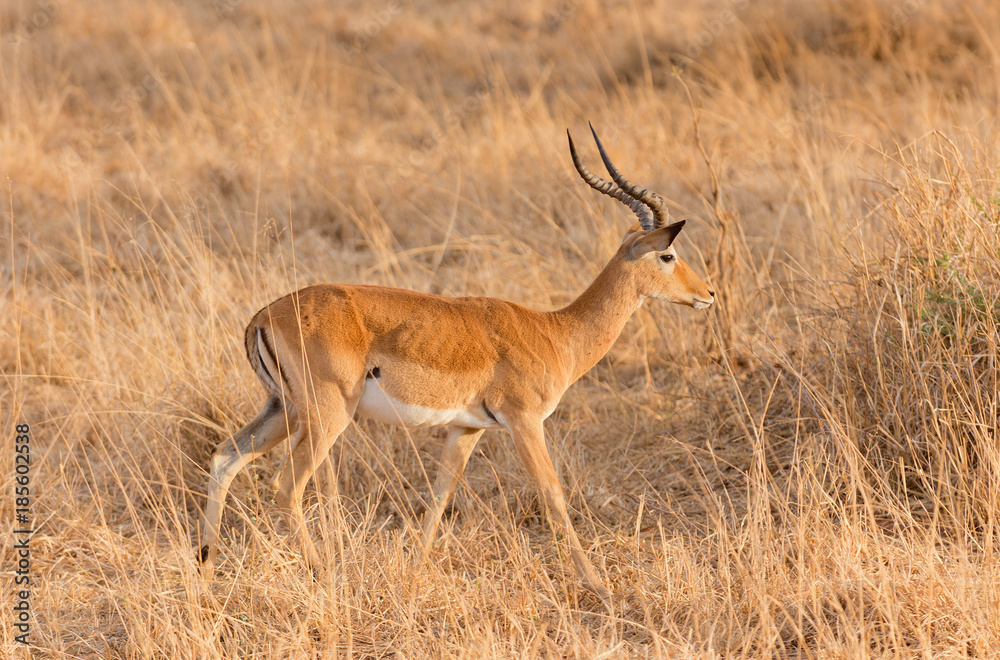 Closeup of Impala (scientific name: Aepyceros melampus, or Closeup of Impala (scientific name: Aepyceros melampus, or