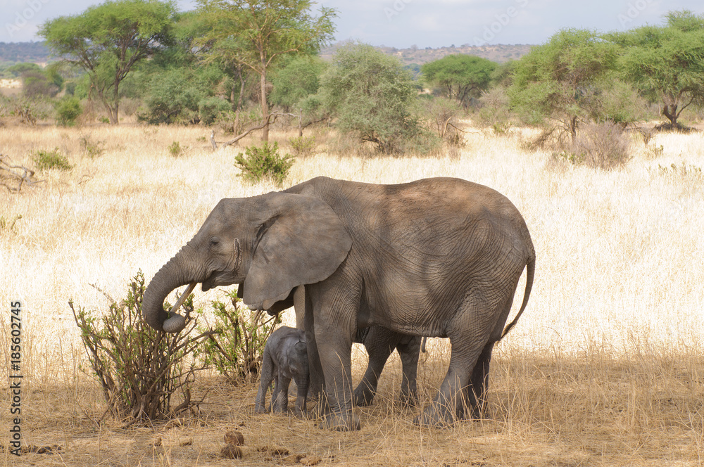 Closeup of African Elephant (scientific name: Loxodonta africana, or Closeup of African Elephant (scientific name: Loxodonta africana, or