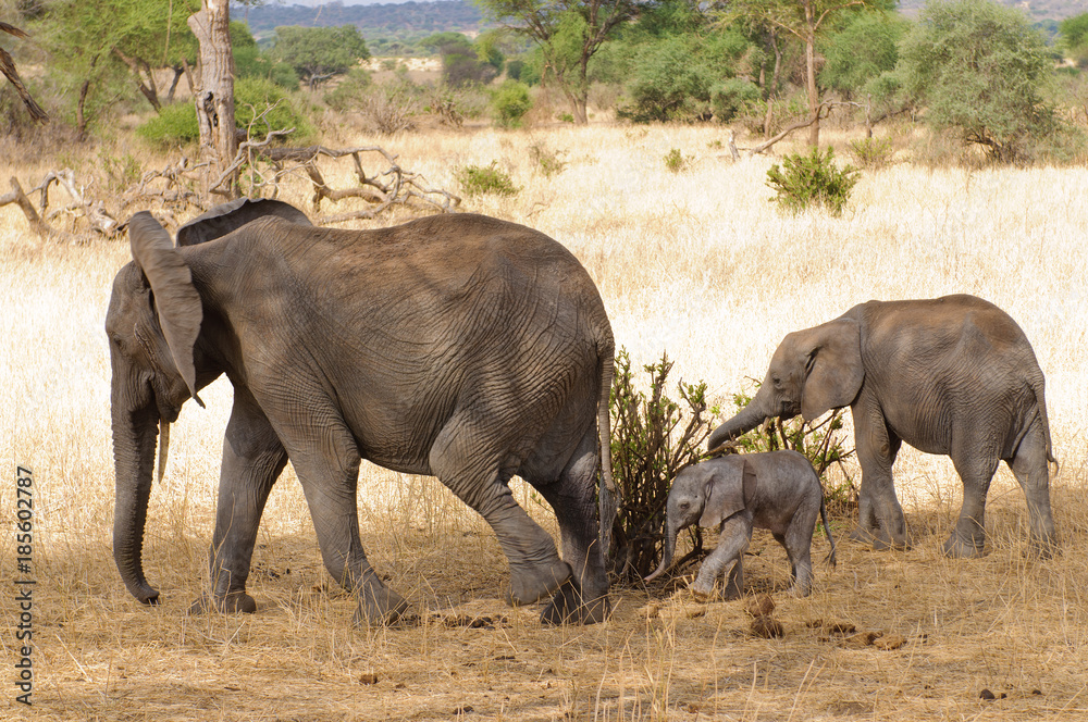 Closeup of African Elephant (scientific name: Loxodonta africana, or 