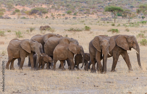 Closeup of African Elephant (scientific name: Loxodonta africana, or "Tembo" in Swaheli) in the Tarangire National park, Tanzania