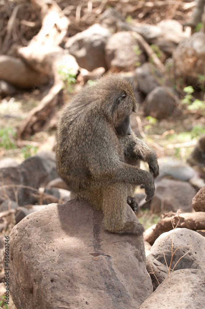 Obraz premium Closeup of Olive Baboon sleeping image taken on Safari located in the Lake Manyara National park in the East African country of Tanzania