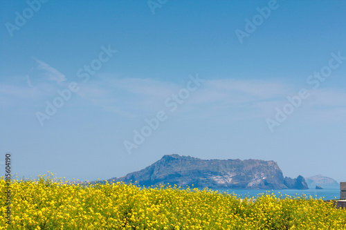 View of yellow canola flowers and the great mountain at Jeju island