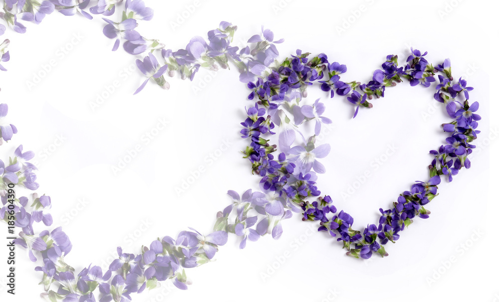 Valentine. Two hearts of violets on a white background