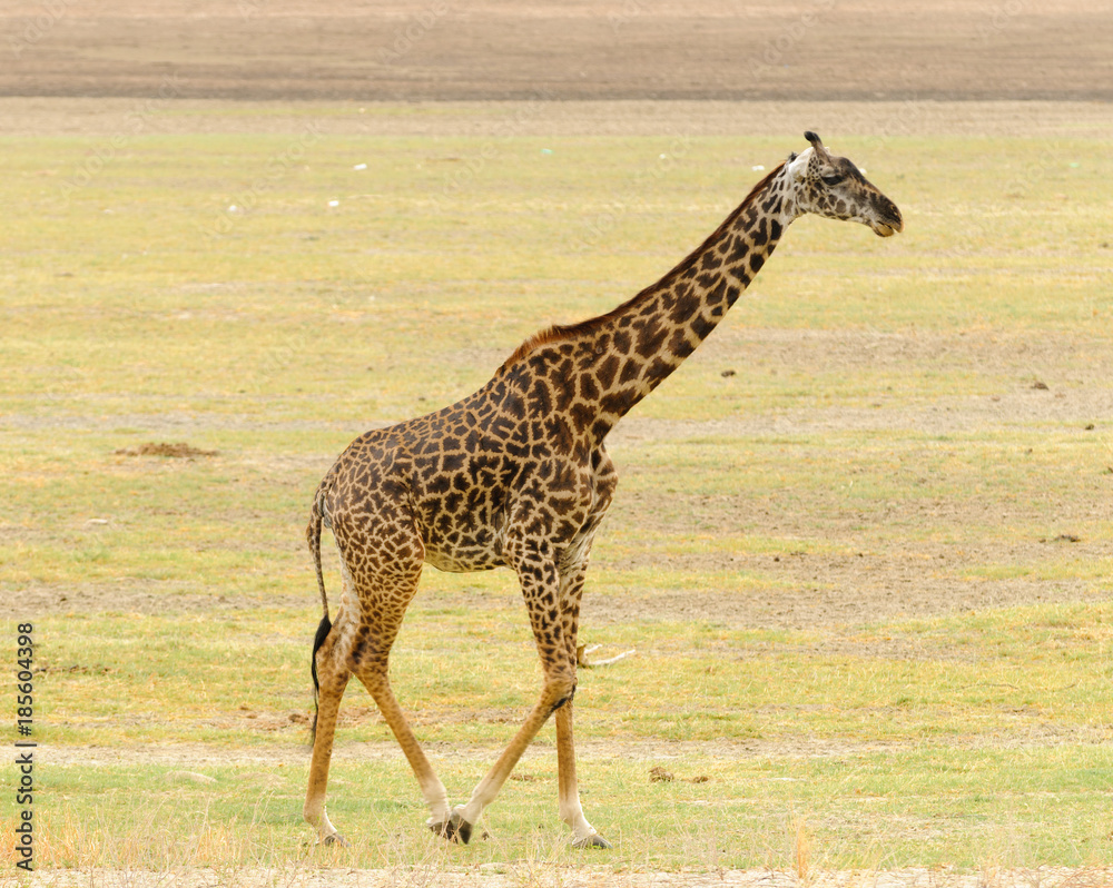 Fototapeta premium Closeup of Masai Giraffe (scientific name: Giraffa camelopardalis tippelskirchi or 