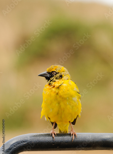 Juvenile Speke's Weaver bird (ploceus speki) in the ngorongoro park photo