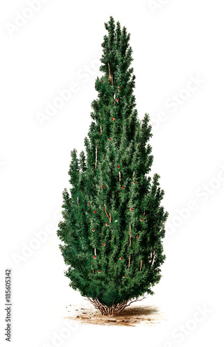 Taxus baccata