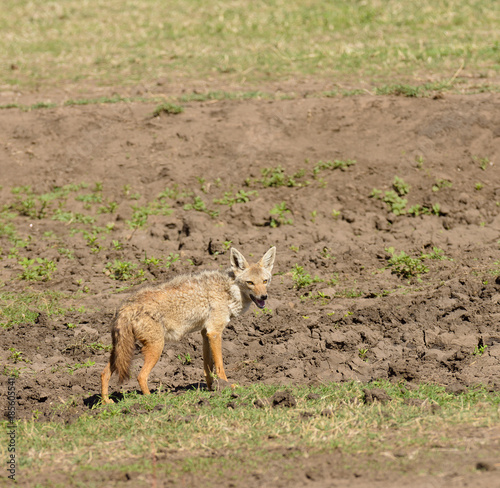 Close-up of pair of Golden Jackel (scientific name: canis aureus, or 