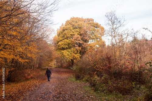 Walkin in autumn woodland