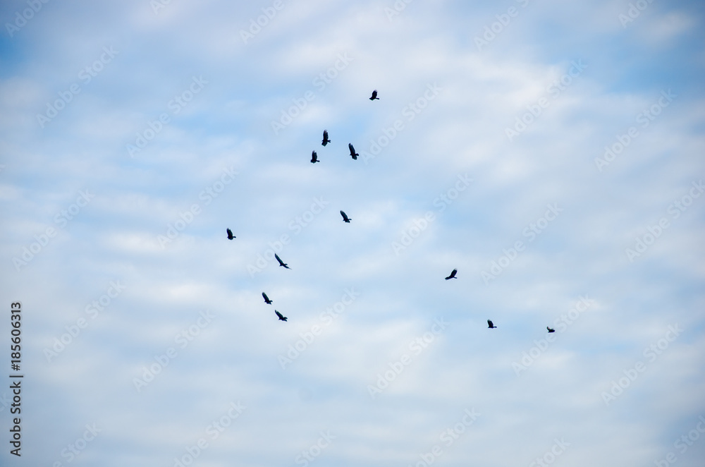 The beach birds flying up high over