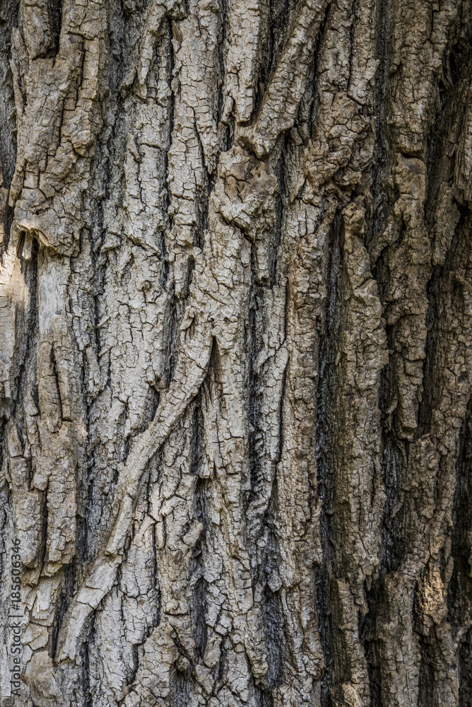 bark texture