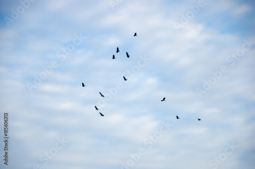 The beach birds flying up high over © vbjunior