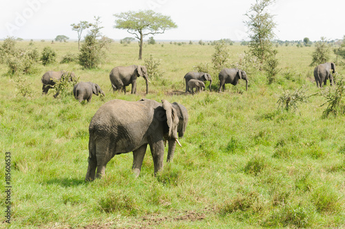 African Elephant herd (scientific name: Loxodonta africana, or "Tembo" in Swaheli) in the Serengeti National park, Tanzania