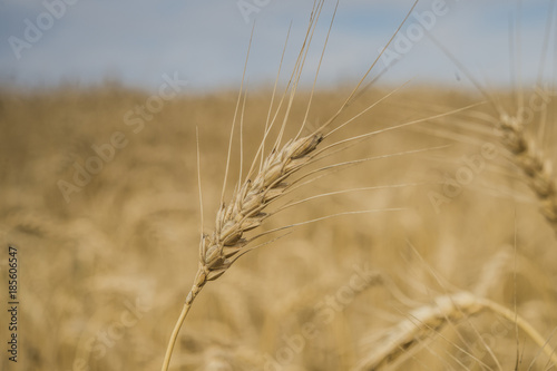 wheat on the field