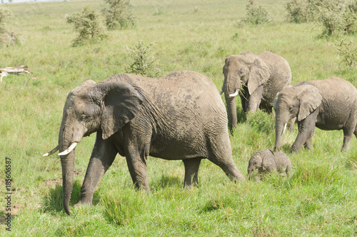 African Elephant  herd  scientific name  Loxodonta africana  or  Tembo  in Swaheli  in the Serengeti National park  Tanzania